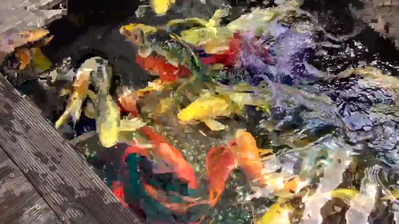 Koi Fish Pond