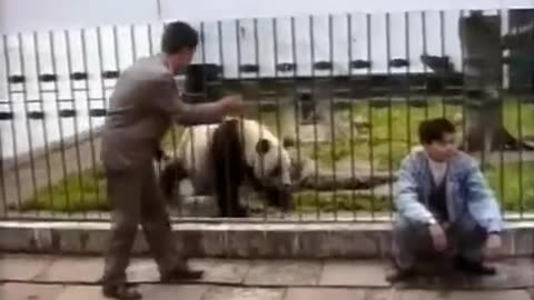 18+ Panda attacked a man.