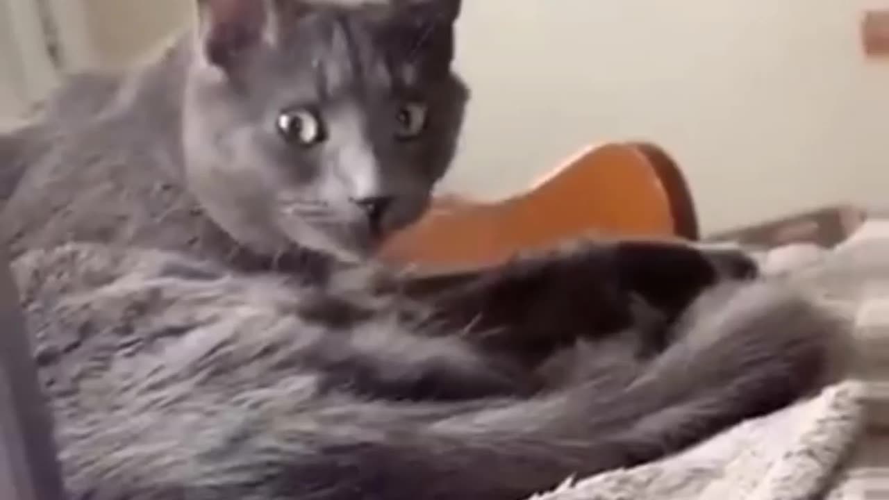 Very Funny Animals