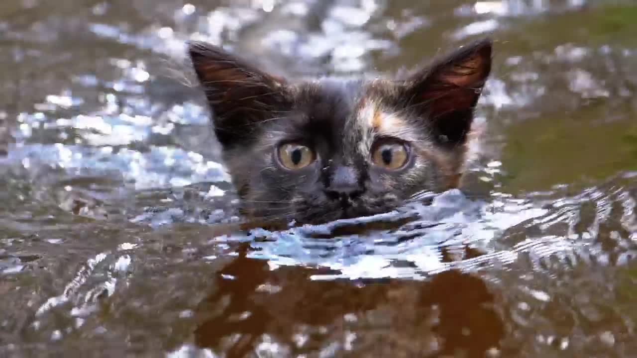 Wild cat swimming in a river