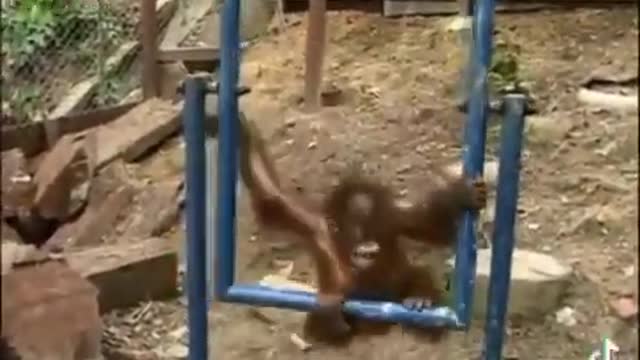 Baby Orangutan Hurts Itself And Starts Crying :((