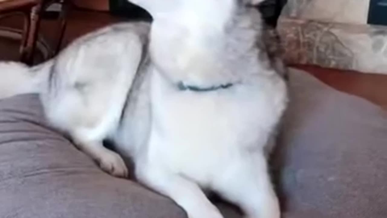 Huskies at karaokeš