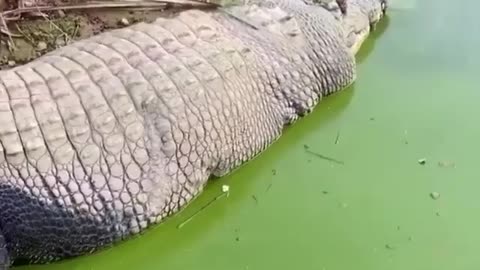 No animal terrifies me more than the mighty Croc