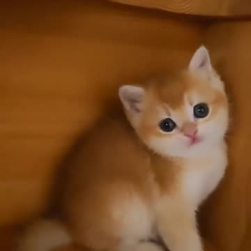 Fanny cat videos | kitty cat video | Cute cat videos | Pet Animal video | Kittycat |