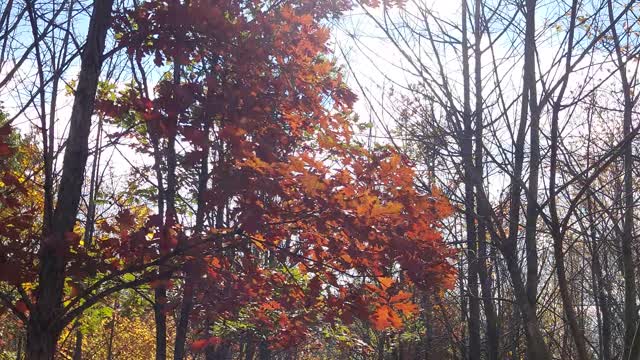 forrest ambience video