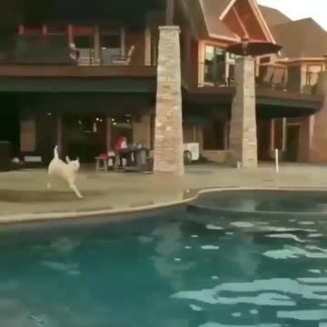 Which video is the funniest?