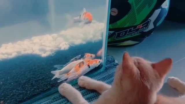 Funny and adorable cat video