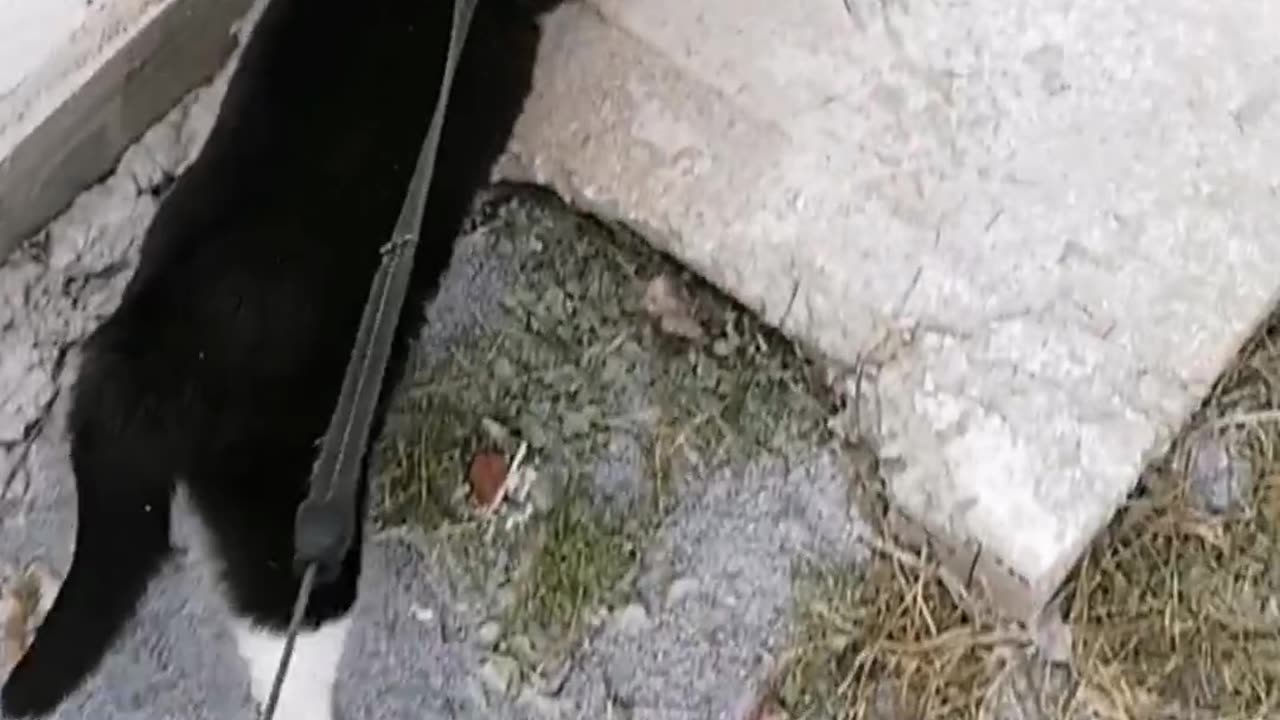 Leashed Cat Has Slippery Walk