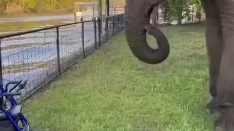 Funniest Cats and Dogs