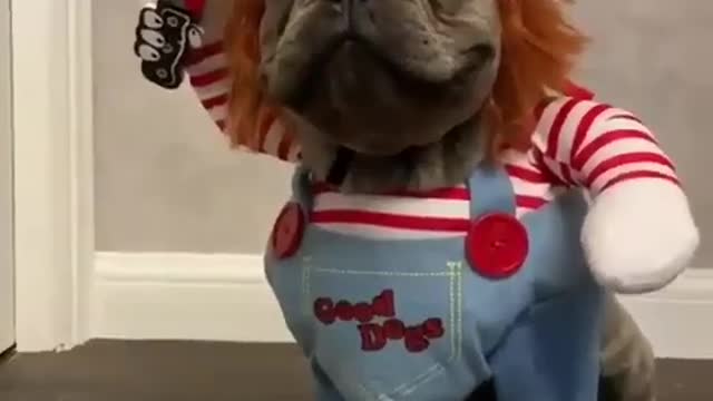 Chucky Dog Costume