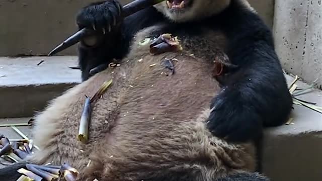 Giant panda eats bamboo shoots V