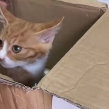 Street kitten adopted by Human in a good condition