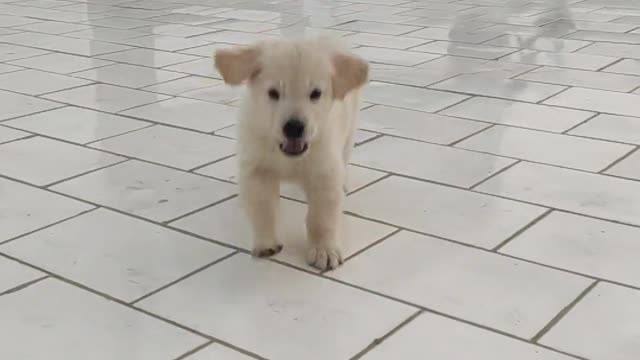 Funny dog ,funny animals