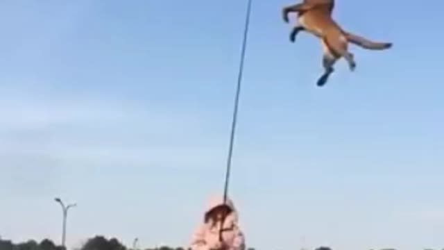 This is a dog breed that jumps very high.