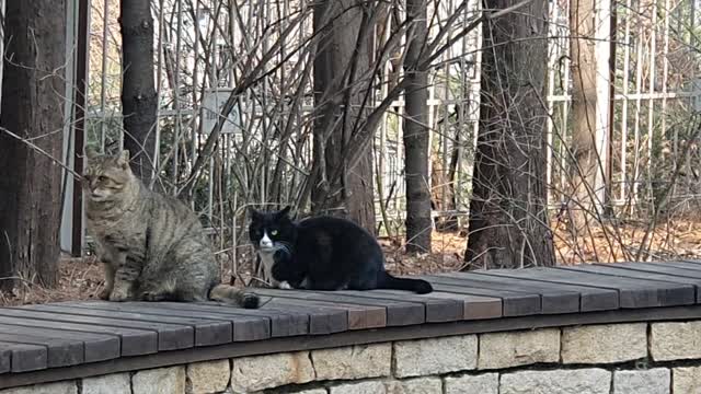 Cats sitting in the same shape