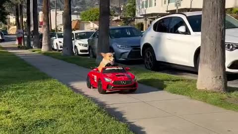 Funny Dog Driving a car