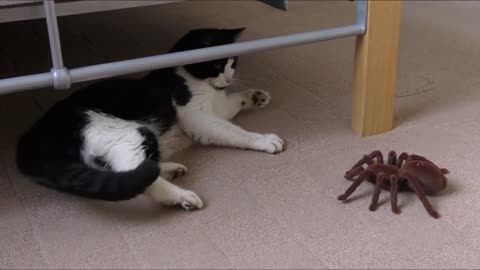 Funny Animals 🐶 Cute Animals 😹 The Cutest Animal On The Internet! 🐾❤️
