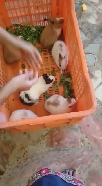 My 🐰 Rabbit Gave Birth To 5 Cuties❤️