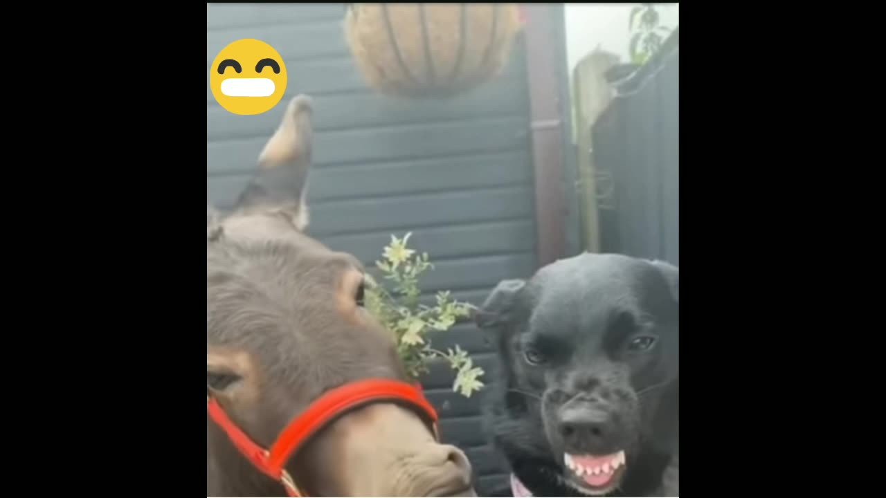 Funny animals 😄hub,funny animals club youtube, 🤣, funny animals dancing 💃😄, funny animals fighting 😄