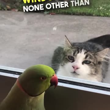 Birds are so smart 😳🤯 #shorts