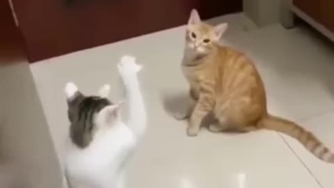 Cute cats 😻