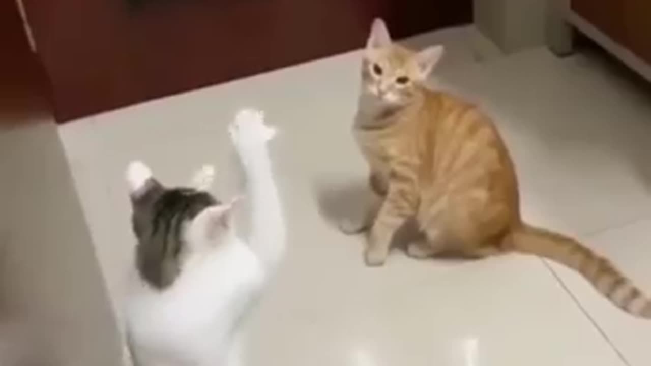 Cute cats 😻