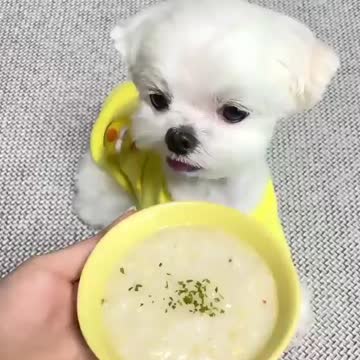 Eat My Beautiful Dog