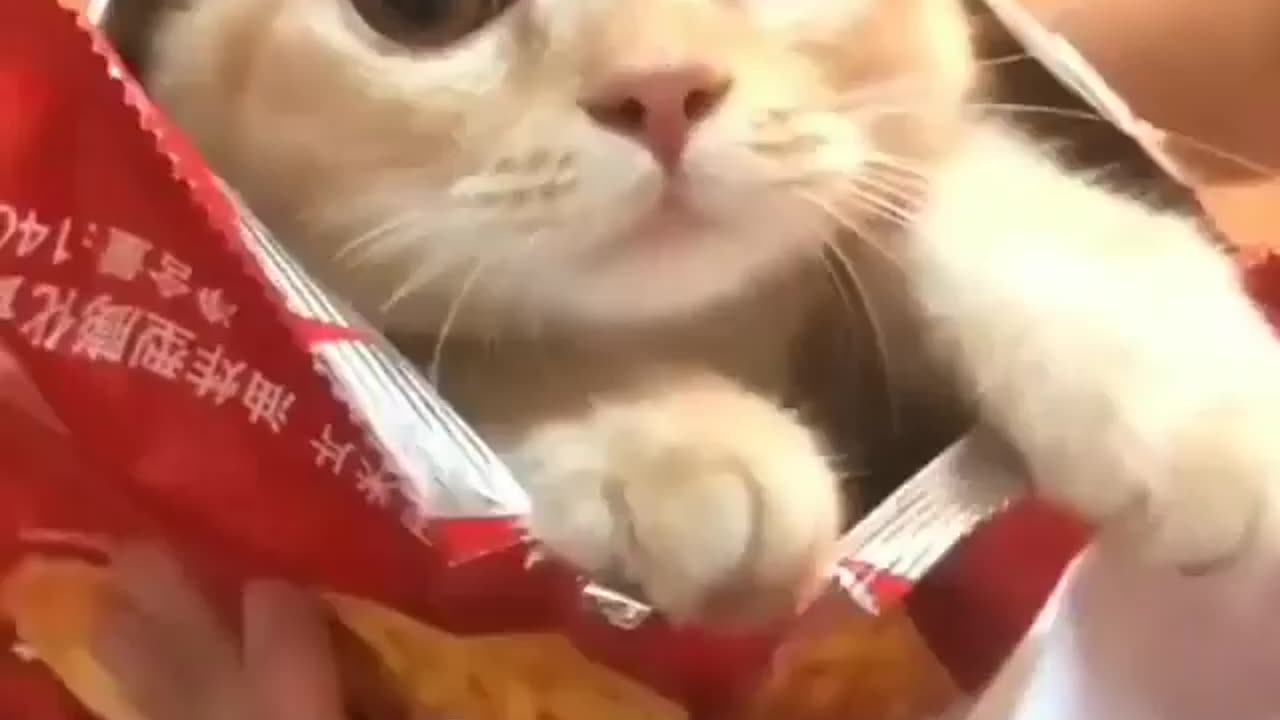 Cute cat