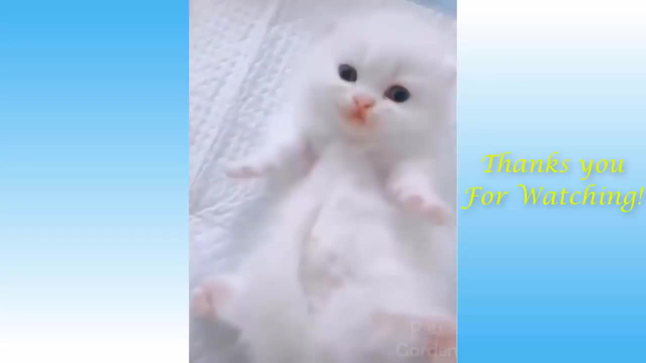 Cute Cats And Funny Dogs Videos Compilation