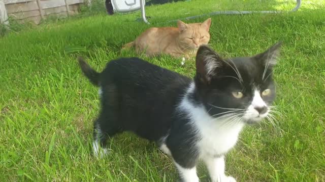 Adorable Cats on the Lawn