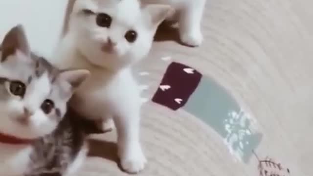 FUNNY PETS VIDEOS TRY NOT TO LAUGH | FUNNY PETS SHORT |