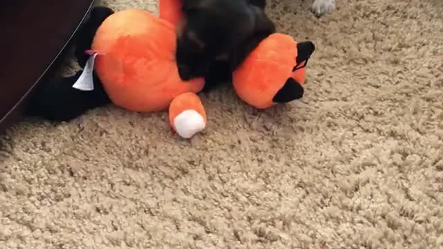 Puppy’s first toy