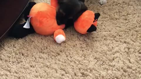 Puppy’s first toy