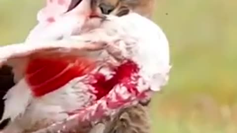 The_wild_cat_killed_the_swan_from_its_attack_#shorts_#animal_#shortvideo(480p)