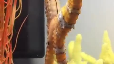 Female seahorse trans ferring her eggs to the male seahorse beauty nature aqualush