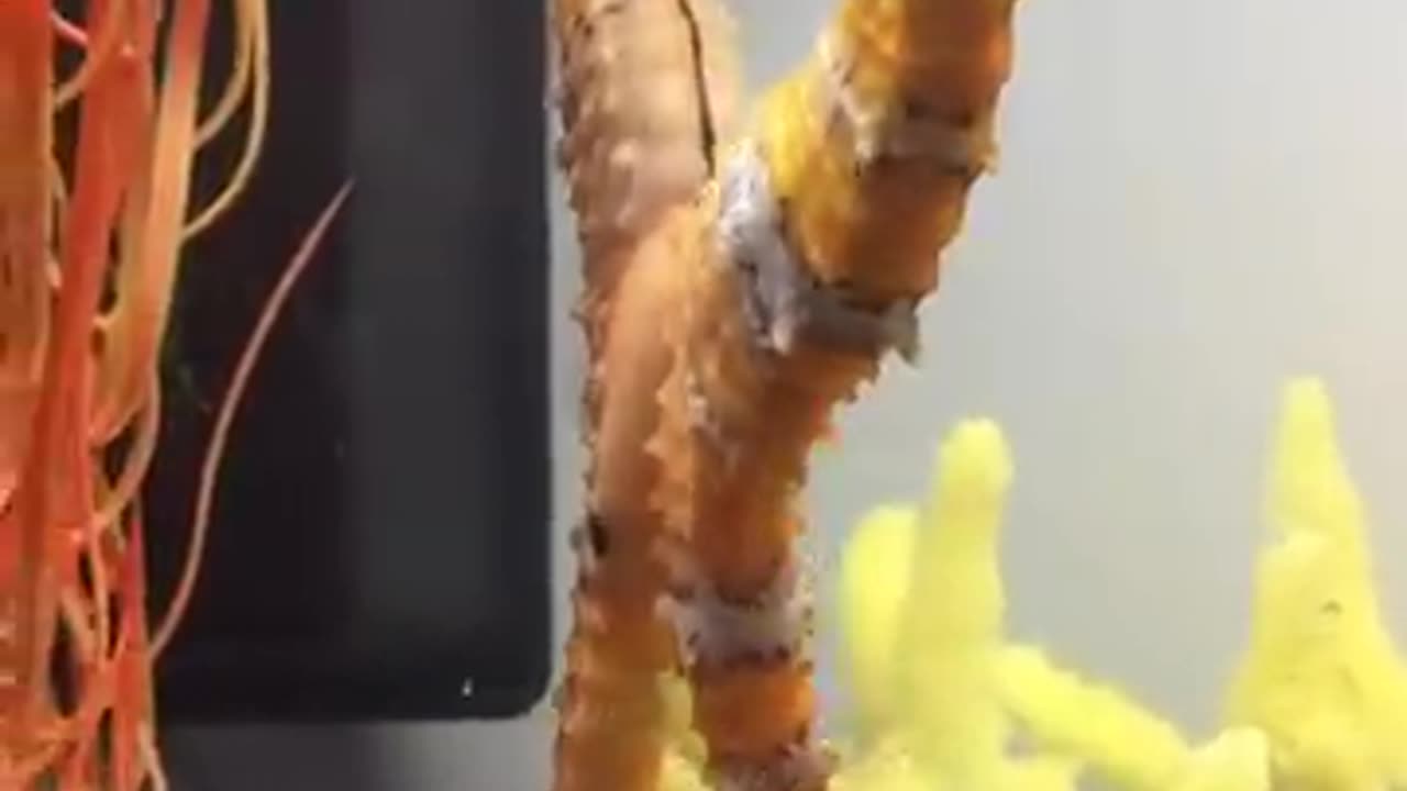Female seahorse trans ferring her eggs to the male seahorse beauty nature aqualush