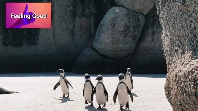 The happy feet runs in pack (cute flightless birds)