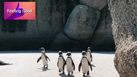 The happy feet runs in pack (cute flightless birds)