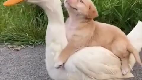 Cute puppy and duck,it melts your heart ❤😍