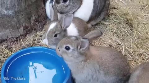 Bunny Sounds - Rabbit Noises