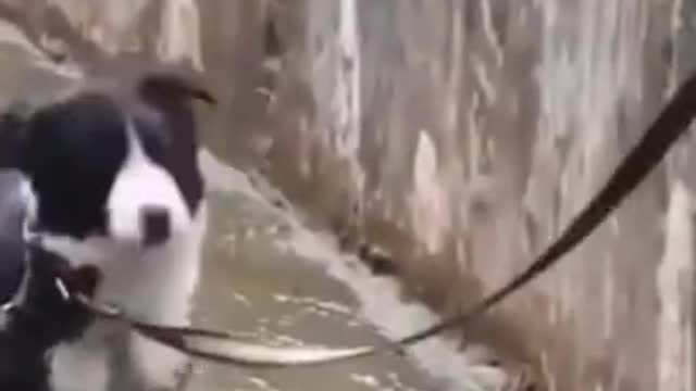 Husky dog cute ,funny videos 2