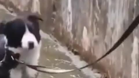 Husky dog cute ,funny videos 2