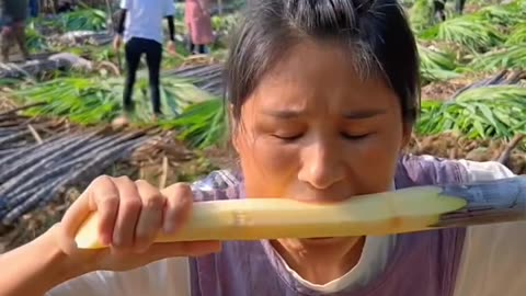 Harvesting and Cutting Sugar Cane: A Sweet Process