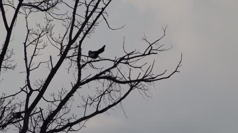 Crying magpie scene