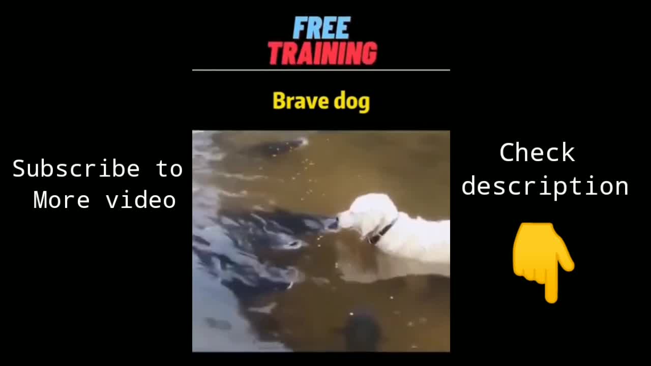 Dog very angry, dog kill a big fish