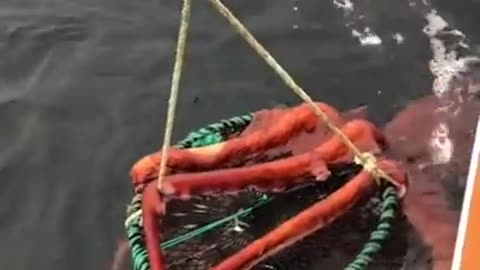 Giant Octopus