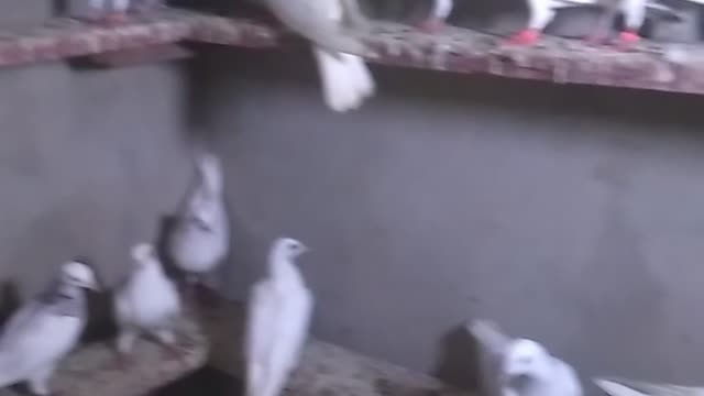 My pigeons