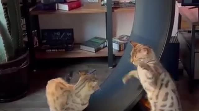 Funny cat video