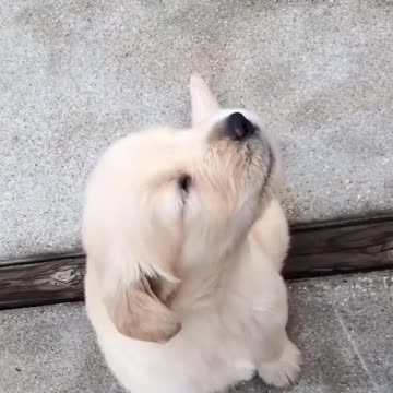 Cute baby animals Videos Compilation cutest moment of the animals - 🐶 Cutest Puppies #30