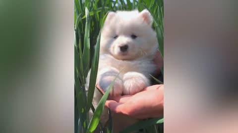 A cute puppy found in the grass